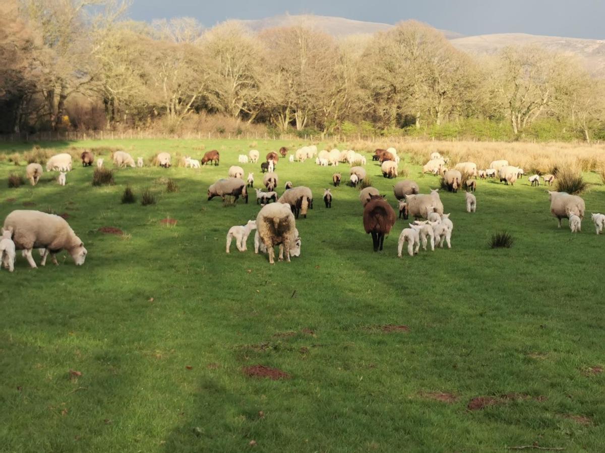 Rainors Farm B&B Gosforth  Dış mekan fotoğraf